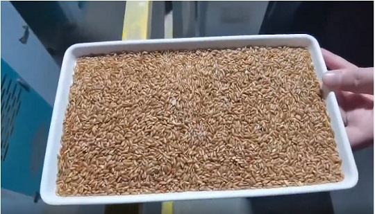 طرح جدید انتخاب برنج گلدار و برنج قهوه ای در «اولین شهرستان تولید برنج چسبناک در چین» چیست؟