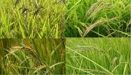 ارتقای مکرر کیفیت برنج برای مصرف غذای جدید